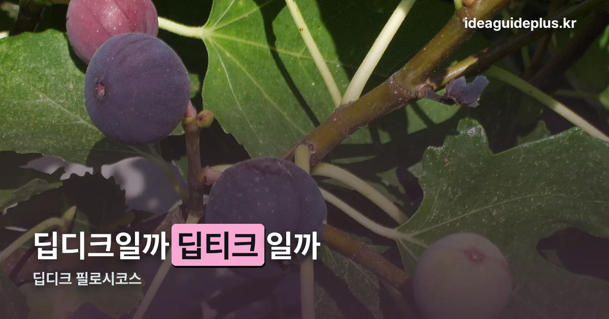 딥디크 필로시코스 정리 썸네일